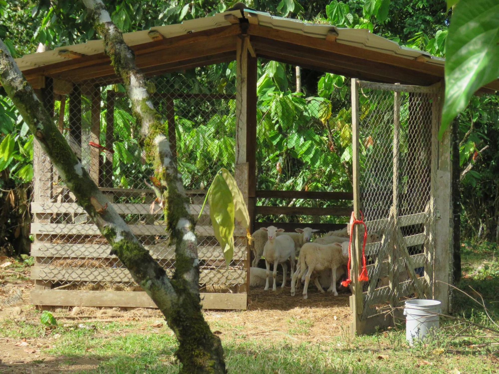 Vocare Finca Agroecologica Upala Exterior foto
