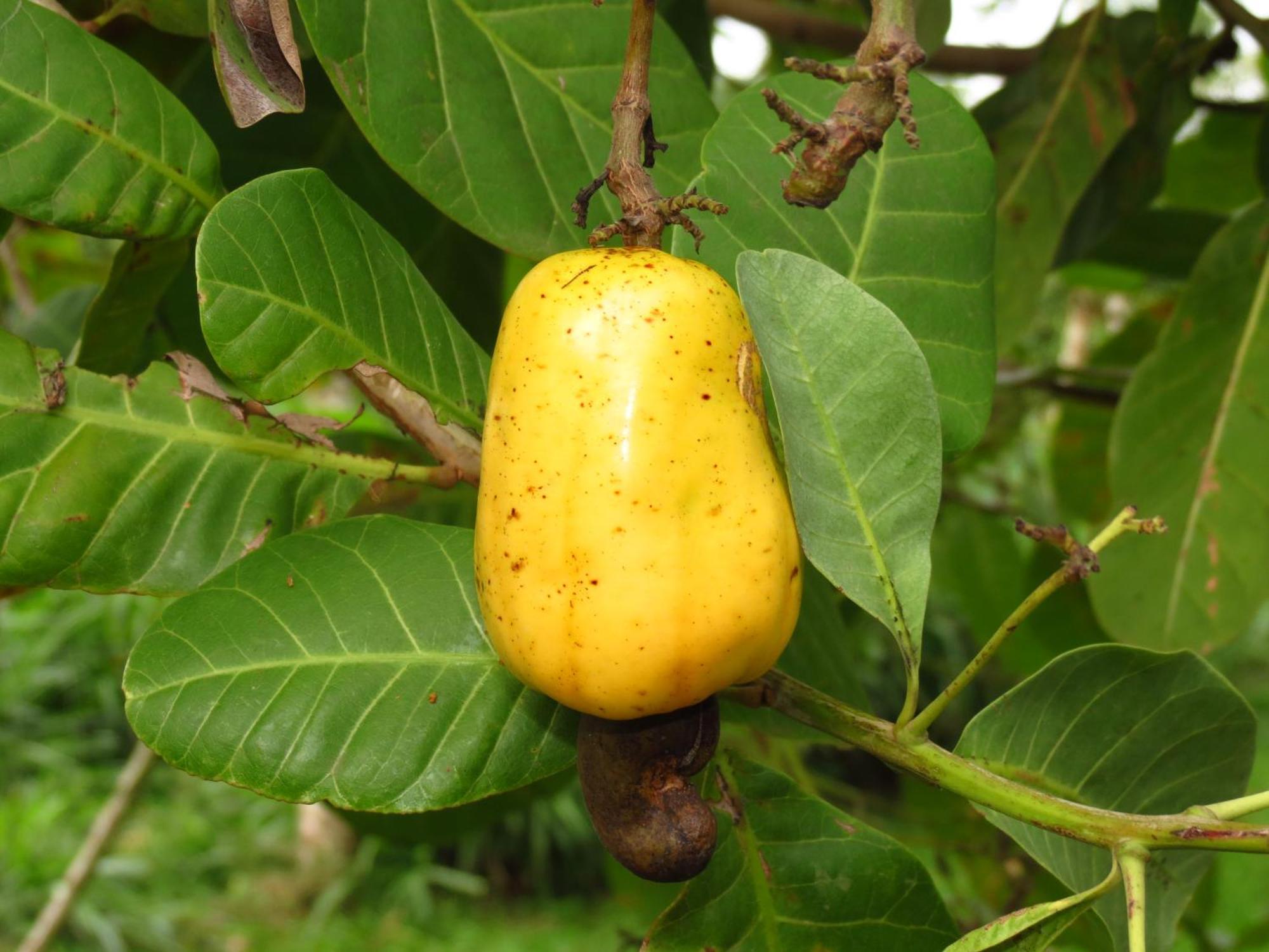 Vocare Finca Agroecologica Upala Exterior foto